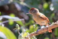 Thamnophilus doliatus